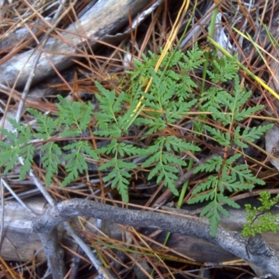 Cheilanthes austrotenuifolia (Rock Fern) at Isaacs, ACT - 8 Jul 2016 by Mike