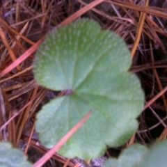 Hydrocotyle laxiflora at Isaacs, ACT - 8 Jul 2016