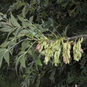 Fraxinus angustifolia at Yarralumla, ACT - 24 Mar 2016 07:25 PM