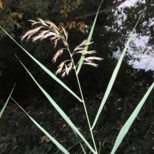 Phragmites australis at Yarralumla, ACT - 24 Mar 2016