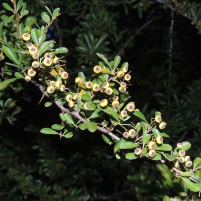 Pyracantha fortuneana (Firethorn) at Lake Burley Griffin West - 24 Mar 2016 by MichaelBedingfield