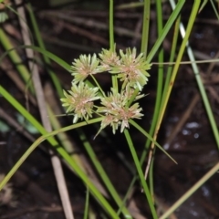 Cyperus eragrostis (Umbrella Sedge) at Yarralumla, ACT - 24 Mar 2016 by michaelb