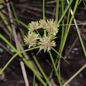 Cyperus eragrostis at Yarralumla, ACT - 24 Mar 2016