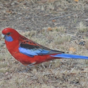 Platycercus elegans at Gordon, ACT - 4 May 2016 06:00 PM