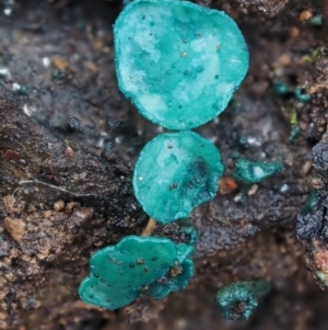 Chlorociboria at Cotter River, ACT - 9 Jul 2016