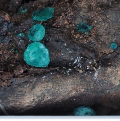 Chlorociboria at Cotter River, ACT - 9 Jul 2016