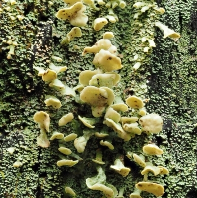 Thysanothecium scutellatum (A lichen) at Namadgi National Park - 9 Jul 2016 by KenT