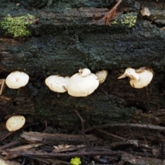 Panellus pusillus at Uriarra Village, ACT - 9 Jul 2016