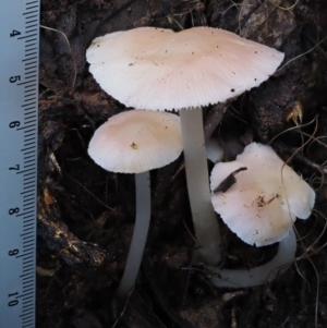 zz agaric (stem; gills white/cream) at Cotter River, ACT - 9 Jul 2016