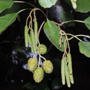 Alnus glutinosa at Yarralumla, ACT - 24 Mar 2016 07:29 PM