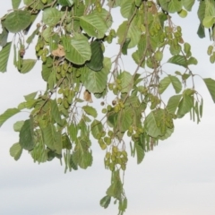 Alnus glutinosa at Yarralumla, ACT - 24 Mar 2016 07:29 PM