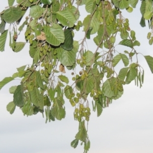 Alnus glutinosa at Yarralumla, ACT - 24 Mar 2016 07:29 PM