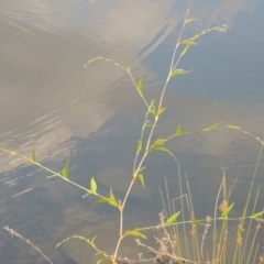 Persicaria hydropiper (Water Pepper) at Point Hut Pond - 27 Mar 2016 by michaelb