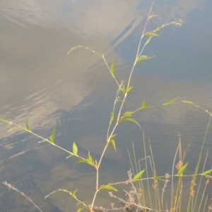 Persicaria hydropiper at Gordon, ACT - 27 Mar 2016