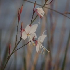 Oenothera lindheimeri (Clockweed) at Gordon, ACT - 27 Mar 2016 by MichaelBedingfield