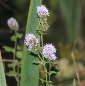 Mentha x piperita at Yarralumla, ACT - 24 Mar 2016