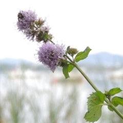 Mentha x piperita at Yarralumla, ACT - 24 Mar 2016