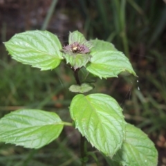 Mentha x piperita at Yarralumla, ACT - 24 Mar 2016 06:57 PM