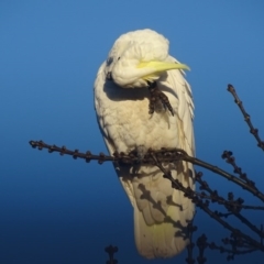 Cacatua galerita (Sulphur-crested Cockatoo) at Watson, ACT - 15 Jul 2016 by AaronClausen