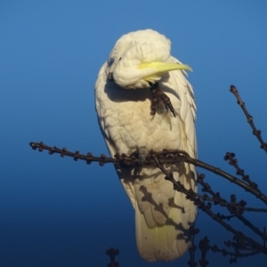 Cacatua galerita at Watson, ACT - 16 Jul 2016 08:55 AM