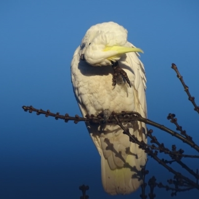 Cacatua galerita (Sulphur-crested Cockatoo) at Watson, ACT - 16 Jul 2016 by AaronClausen