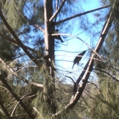 Ptilonorhynchus violaceus at Yarralumla, ACT - 16 Jul 2016