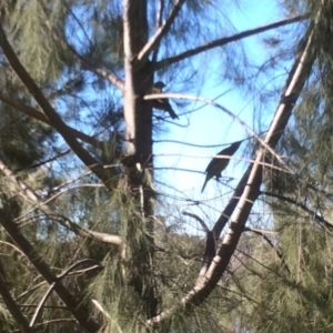 Ptilonorhynchus violaceus at Yarralumla, ACT - 16 Jul 2016