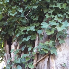 Hedera sp. (helix or hibernica) (Ivy) at Symonston, ACT - 16 Jul 2016 by Mike