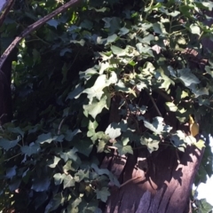 Hedera sp. (helix or hibernica) at Mount Mugga Mugga - 16 Jul 2016