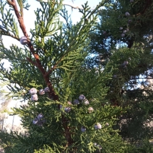 Hesperocyparis macrocarpa at Symonston, ACT - 16 Jul 2016