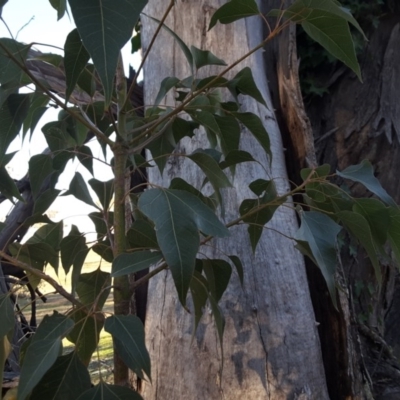 Brachychiton populneus subsp. populneus (Kurrajong) at Symonston, ACT - 16 Jul 2016 by Mike