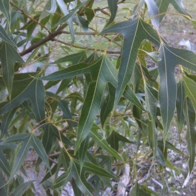 Brachychiton populneus subsp. populneus (Kurrajong) at Mount Mugga Mugga - 16 Jul 2016 by Mike