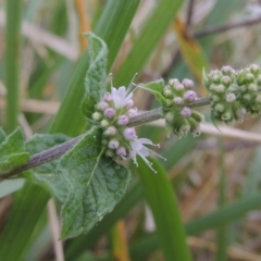 Mentha spicata (Garden Mint) at Gordon, ACT - 27 Mar 2016 by MichaelBedingfield