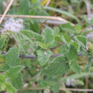 Mentha spicata at Gordon, ACT - 27 Mar 2016