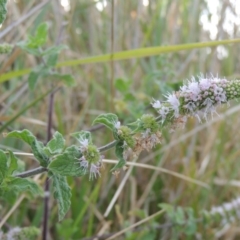 Mentha spicata at Gordon, ACT - 27 Mar 2016