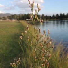 Symphyotrichum subulatum (Wild Aster, Bushy Starwort) at Gordon, ACT - 27 Mar 2016 by michaelb