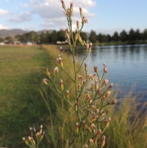 Symphyotrichum subulatum at Gordon, ACT - 27 Mar 2016