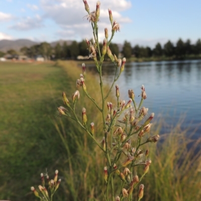 Symphyotrichum subulatum (Wild Aster, Bushy Starwort) at Gordon, ACT - 27 Mar 2016 by MichaelBedingfield