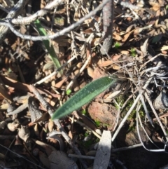 Caladenia actensis at suppressed - 17 Jul 2016