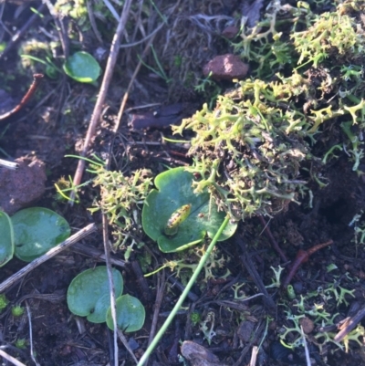 Corysanthes incurva (Slaty Helmet Orchid) at Canberra Central, ACT by AaronClausen