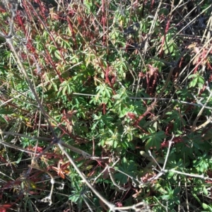 Euphorbia oblongata at Jerrabomberra, ACT - 17 Jul 2016 03:13 PM