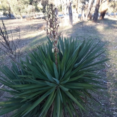 Yucca aloifolia (Spanish Bayonet) at Isaacs Ridge Offset Area - 17 Jul 2016 by Mike