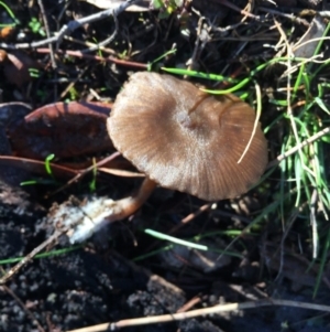 zz agaric (stem; gills white/cream) at Canberra Central, ACT - 17 Jul 2016 04:31 PM