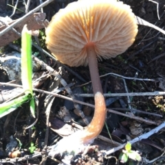 zz agaric (stem; gills white/cream) at Canberra Central, ACT - 17 Jul 2016 04:31 PM