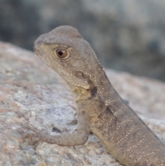 Intellagama lesueurii howittii (Gippsland Water Dragon) at Tharwa, ACT - 2 Mar 2016 by michaelb