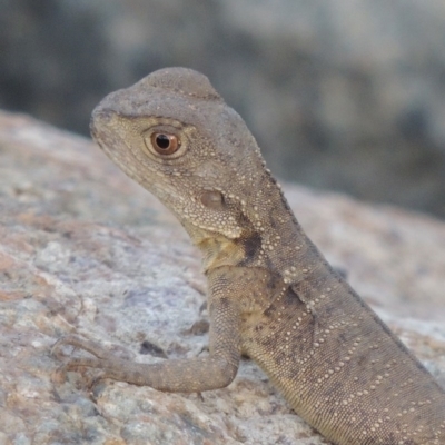 Intellagama lesueurii howittii (Gippsland Water Dragon) at Point Hut to Tharwa - 2 Mar 2016 by MichaelBedingfield