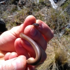 Parasuta dwyeri (Dwyer's Black-headed Snake) at Theodore, ACT - 1 Nov 2012 by RobSpeirs