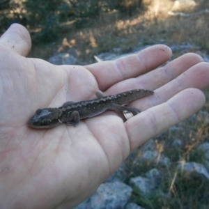 Diplodactylus vittatus at Tuggeranong DC, ACT - suppressed