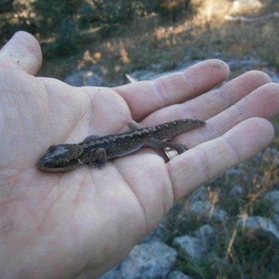 Diplodactylus vittatus (Eastern Stone Gecko) at Rob Roy Range - 6 Oct 2012 by RobSpeirs