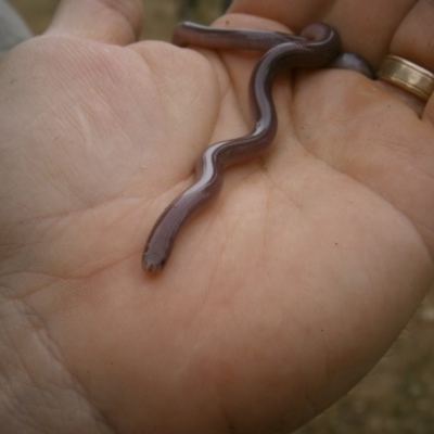 Anilios nigrescens (Blackish Blind Snake) at Casey, ACT - 27 Nov 2012 by RobSpeirs